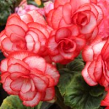 Ingrijire begonia in ghiveci